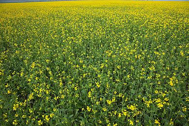 《龙之信条2》上架Steam平台 暂不支持中文